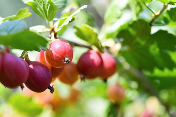 Bunch of ripe red and green gooseberries in the garden