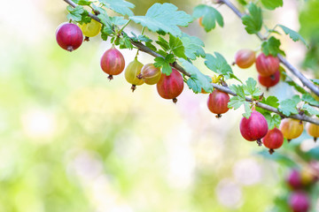 Red gooseberry berries. Many berries ripe red gooseberries on a branch in the garden. Horizontal photography