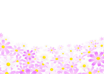 白背景　白やピンク色のコスモスの花