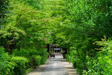 京都　梨木神社　新緑　