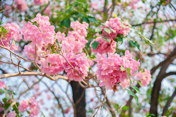 Pink flower Chompoo Pantip blossom in Thailand  , Thai sakura with sweet background , Background