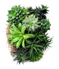 suculentas haworthias