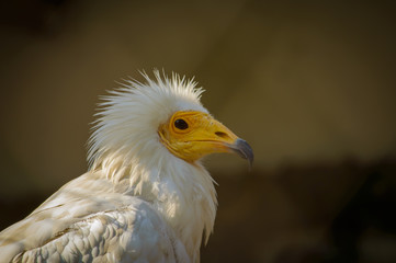 Portrait of Egyptian Vulture
