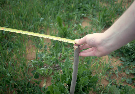 measuring land with metric tape