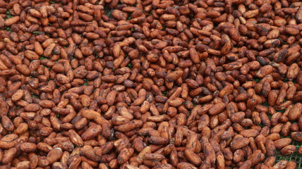 Cacao fino de Aroma de la Amazonía del Ecuador, Chocolate orgánico
