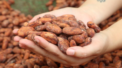 Cacao fino de Aroma de la Amazonía del Ecuador, Chocolate orgánico