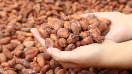 Cacao fino de Aroma de la Amazonía del Ecuador, Chocolate orgánico