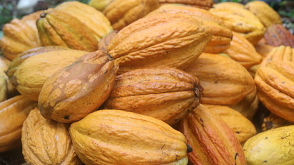Cacao fino de Aroma de la Amazonía del Ecuador, Chocolate orgánico