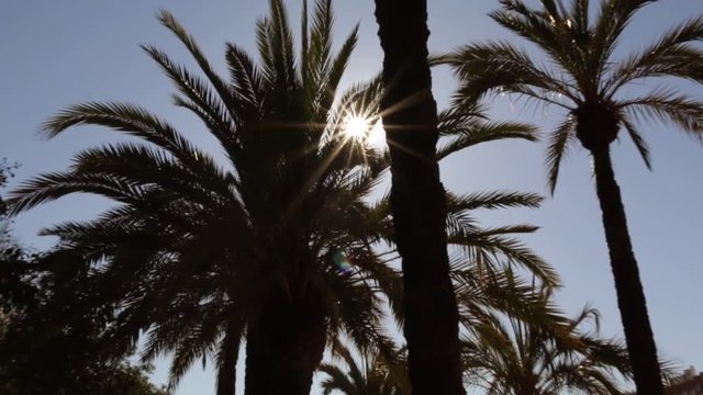 Sun flare and starring coming through palm tree in tropical climate vacation destination camera zoom in