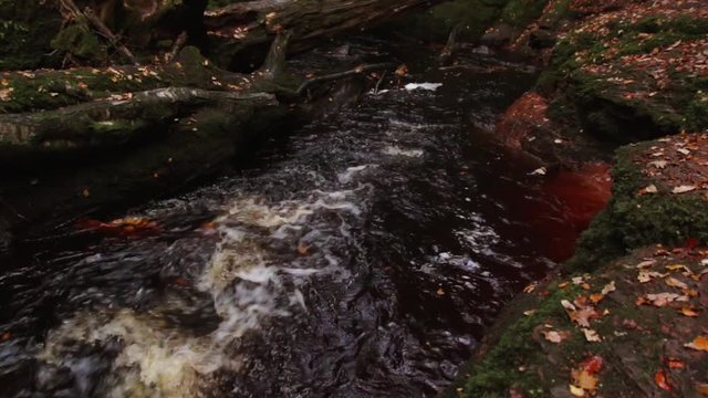 River creek flowing in autumn with fallen colorful leaves on ground at finnich glen devils pulpit in scotland united kingdom