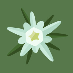 Edelweiss flower isolated on  with background vector.