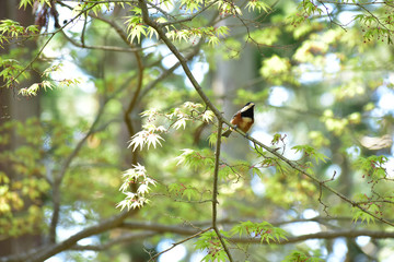 新緑の森のヤマガラ