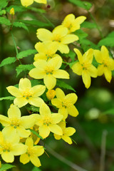 山吹の黄色い花