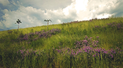 Violet islands of flowers.