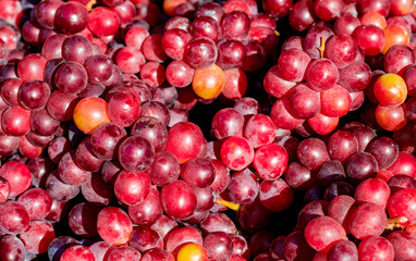 Bunches of red grapes