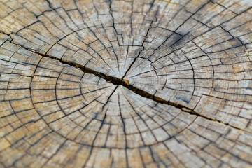 Fototapeta premium small leaf grow up at the center of dry wood stump