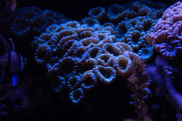 Colorful tropical corals