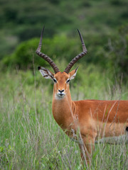 Impala in Nairobi National Park, Kenya