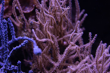 Colorful tropical corals