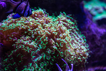 Colorful tropical corals