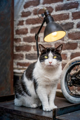 chat