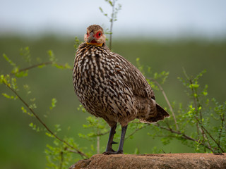 Yellow-necked spur-fowl (Francolinus leucoscepus) in Nairobi National Park, Kenya