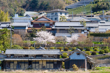 写真素材: 京都府和束町の茶畑　春