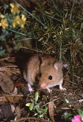 Golden Mouse (Ochrotomys Nuttalli)
