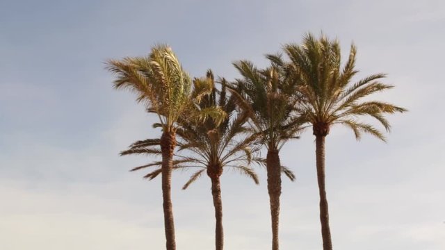 Four palm trees blowing in the wind during golden hour in a tropical holiday vacation destination with blue skies and soft clouds