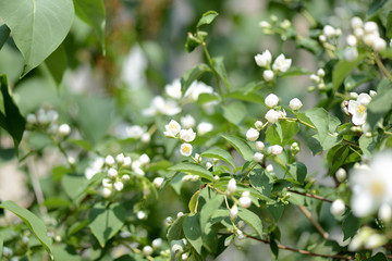 Mock orange (Philadelphus) white flowers close up on a bright summer day