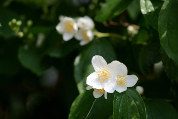 Obraz premium Mock orange (Philadelphus) white flowers close up on a bright summer day