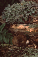 Woodland Jumping Mouse (Napaeozapus Insignis)