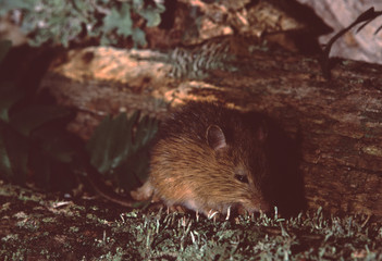 Woodland Jumping Mouse (Napaeozapus Insignis)