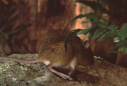 Napaeozapus Insignis