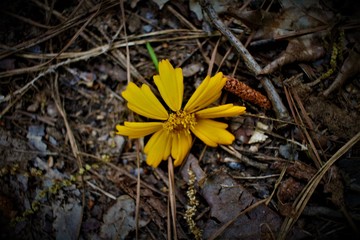 Flower in Leaves