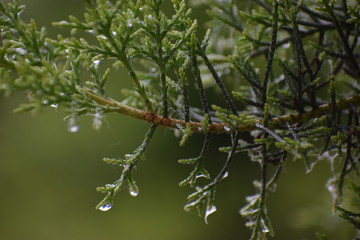 Dew drops 