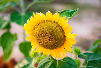 Ripe sunflower