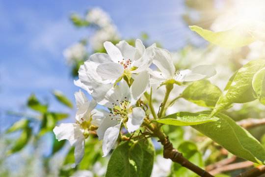 Floral spring background, branches of blossoming apple trees with soft focus in sun rays. Elegant spring image on blurred background.
