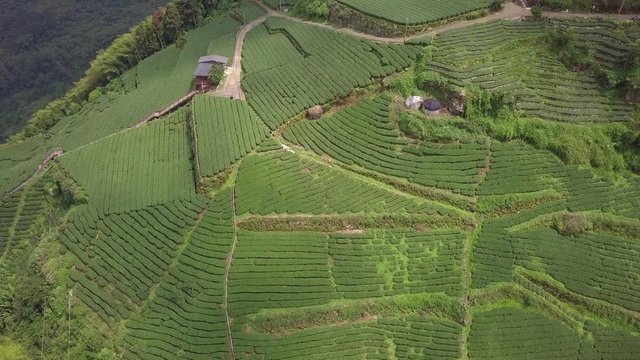 Huge Tea Plantation in Alishan Area, Taiwan. Aerial View
