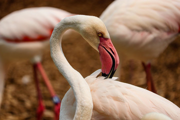 portrait of flamingo
