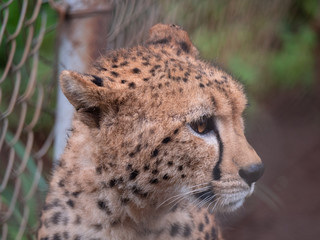 Cheetah in Nairobi Animal Orphanage