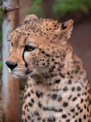 Cheetah in Nairobi Animal Orphanage