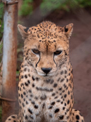 Naklejka na ściany i meble Cheetah in Nairobi Animal Orphanage