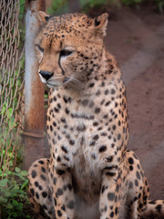 Cheetah in Nairobi Animal Orphanage