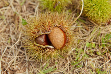 Chestnuts with spike on ground 