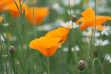 blurry colorful flowers in a summer field