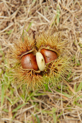 Chestnuts with spike on ground 