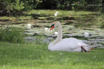 white swan