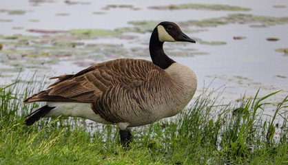 canada goose
