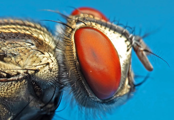 Macro Photo of Housefly Isolated on Background